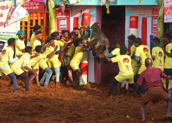 Participants try to control a bull during an annual bull-taming festival ‘Jallikattu’ in Palamedu village on the outskirts of Madurai on January 16, 2023. – At least one person was gored to death and dozens were injured during Jallikattu, a controversial bull taming competition in India, officials said. (Photo by Sri Loganathan Velmurugan / AFP)