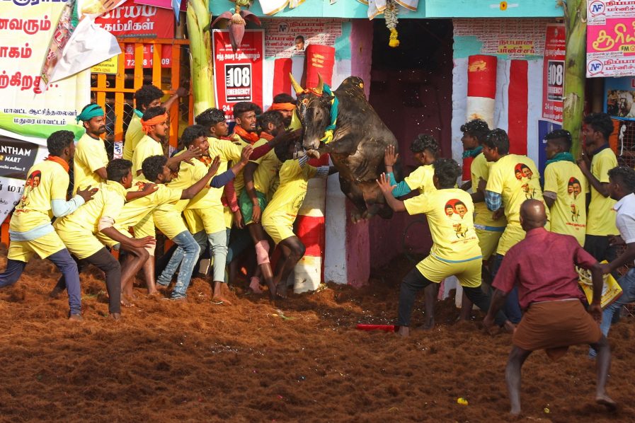One dead, dozens injured at bull-taming contest in India 1 One dead, dozens injured at bull-taming contest in India