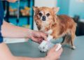 Pet insurance