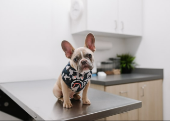Dog insurance