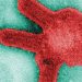 A microscopic image of the Marburg virus. PHOTO: CNN