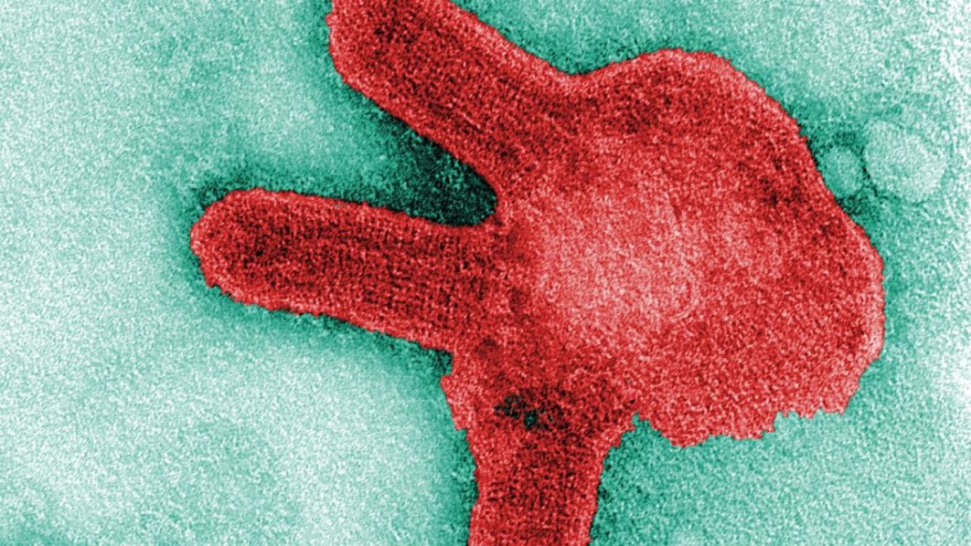 Death toll in Equatorial Guinea Marburg outbreak rises to 11 1 Death toll in Equatorial Guinea Marburg outbreak rises to 11