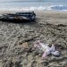 A photograph taken on February 28, 2023 shows a onesie and pieces of wodd washed up on the beach, two days after a boat of migrants sank off Italy’s southern Calabria region, in Steccato di Cutro, south of Crotone. – The overloaded wooden boat broke up and sank early on February 26, 2023 in stormy seas off Italy’s southern coast, with bodies, shoes and debris washing up along a long stretch of shoreline. The death toll rose on February 27, 2023 to 62 people, a coast guard official told AFP — and that number looked likely to increase. (Photo by Alessandro SERRANO / AFP)