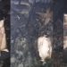 “Is this a sign?” – Nigerians react as fire destroys everything inside a shop except Peter Obi’s portrait (video)