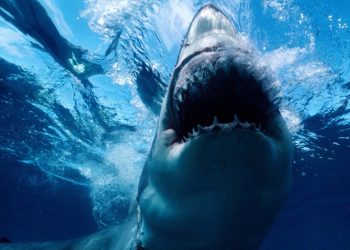 shark attack