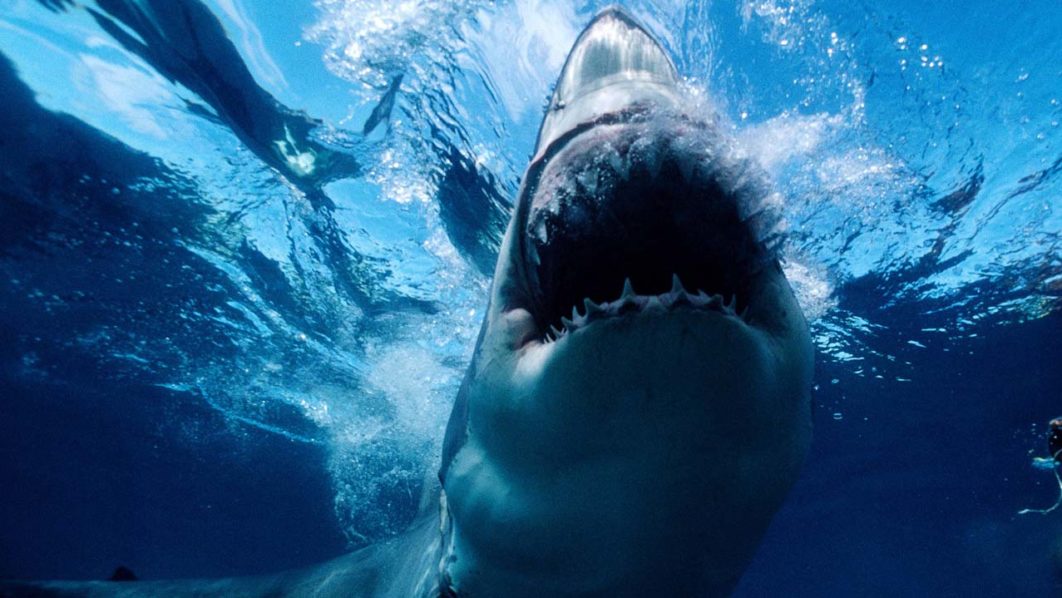 Shark kills teenage girl in Western Australia 1 Shark kills teenage girl in Western Australia