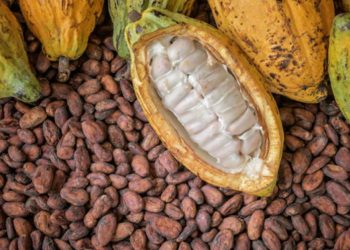 Nigeria losing $2b yearly to chocolate processing