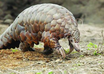 African Pangolins