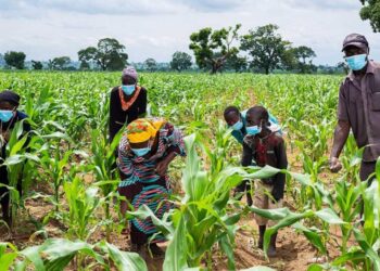 Farmers cultivating a maize farm