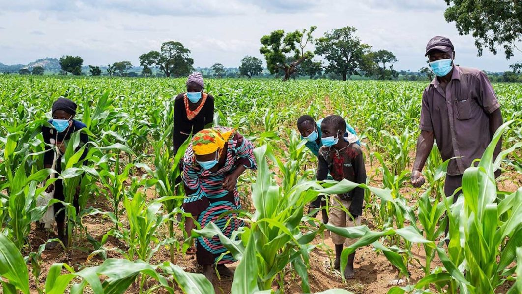 IAR, AATF to boost Nigeria’s maize production by 43 % 1 IAR, AATF to boost Nigeria’s maize production by 43 %