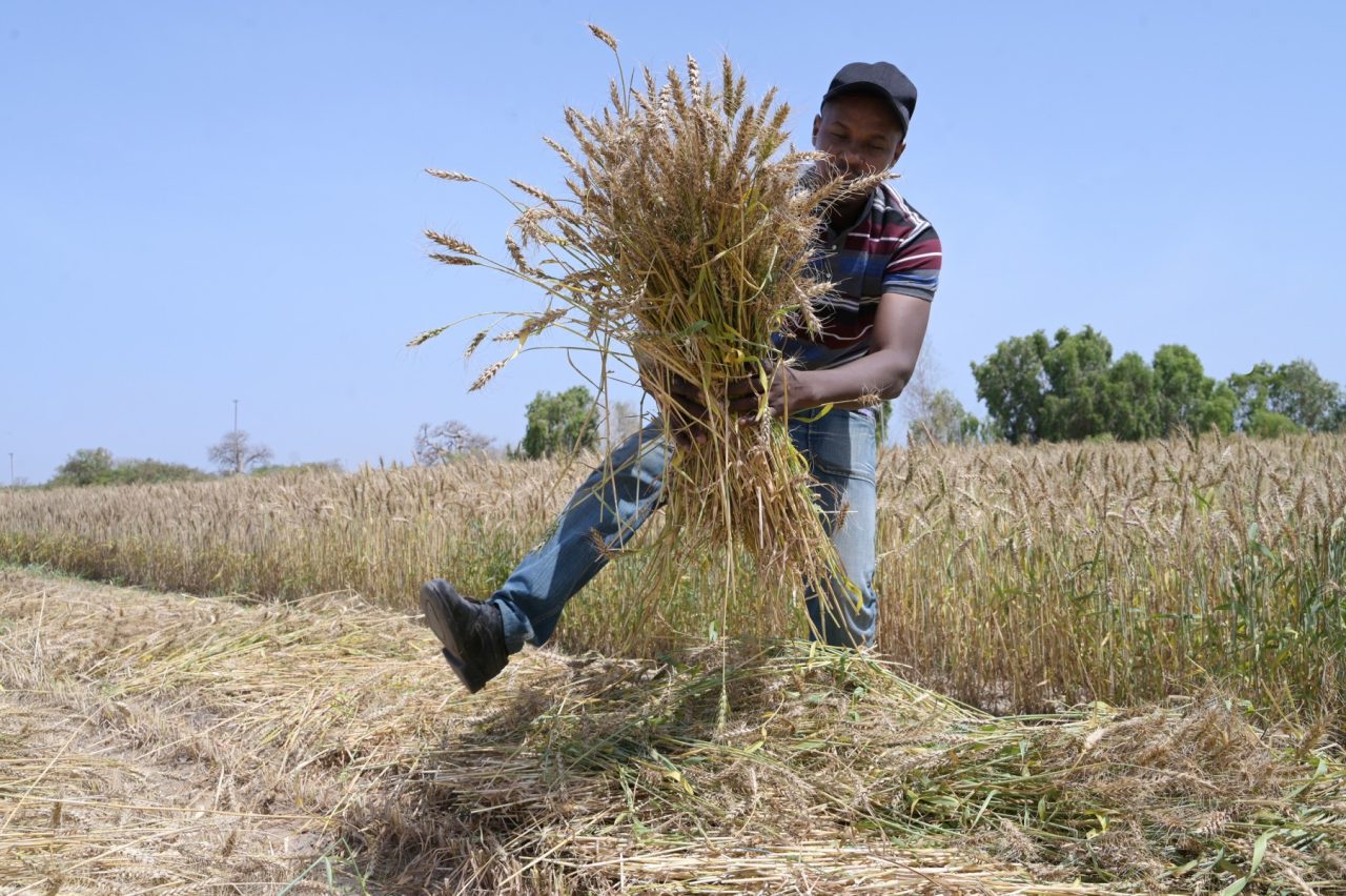 Senegal harvests first experimental homegrown wheat 1 Senegal harvests first experimental homegrown wheat