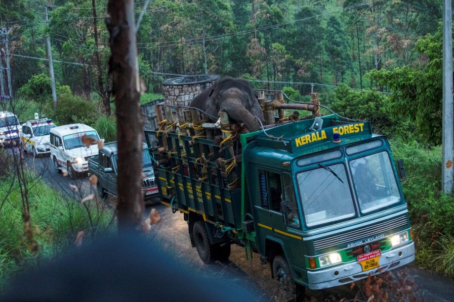 India captures rice-raiding elephant after six killed 1 India captures rice-raiding elephant after six killed
