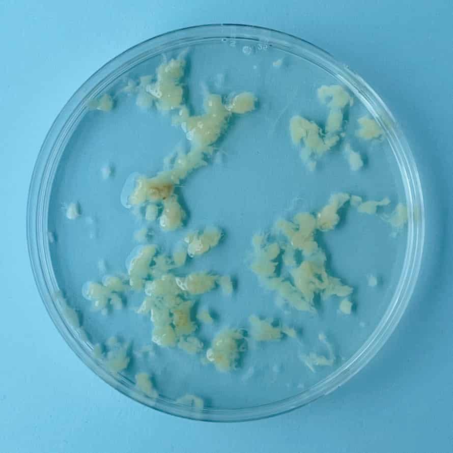 Japanese Scientists Claim Lab-grown Babies Could Be a Reality as Soon as 2028 1 Japanese scientists claim lab-grown babies could be a reality as soon as 2028
