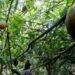 One of Nestle’s reforestation projects in Ivory Coast.PIX: Malay Times